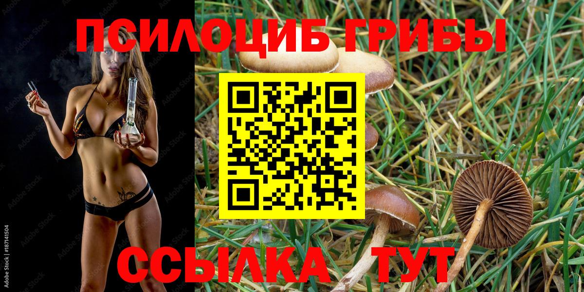 Галлюциногенные грибы Psilocybine cubensis  купить  цена  Сунжа  Вход с VPN  Псилоцибиновые грибы прущие грибы 